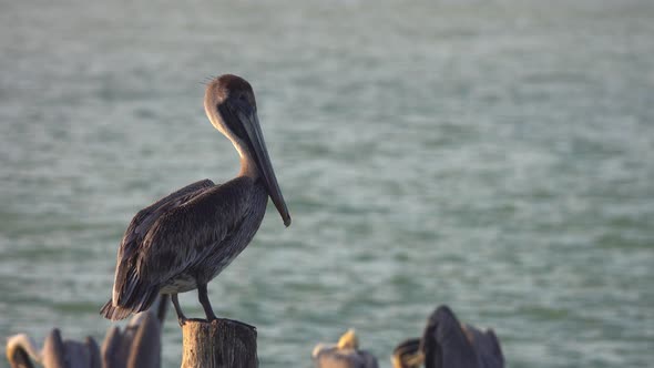 Pelican Bird Perched on Posts