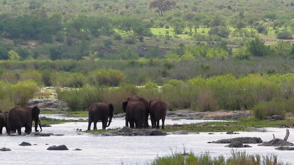 African bush elephant in Kruger National park, South Africa alt