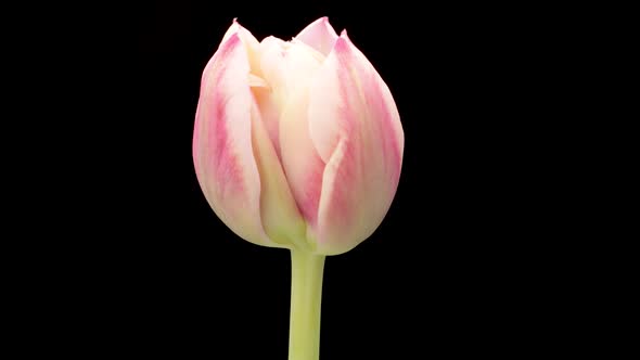 Timelapse of Red Tulip Flower Blooming on Black Background Holidays Concept