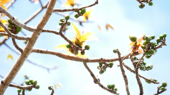 Spring Tree With Blue Sky alt