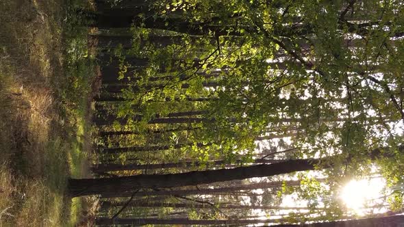 Vertical Video of a Forest with Many Trees in Autumn alt