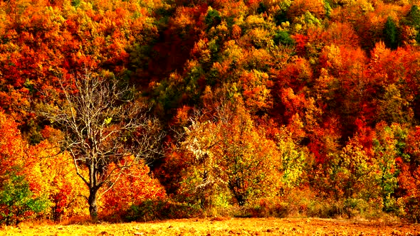 Autumn Trees Nature Background
