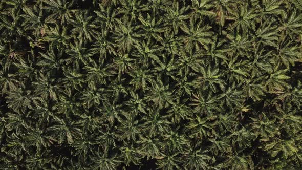 Large palm oil plantation near Quepos, Costa Rica on a sunny day. Aerial high angle tracking shot alt