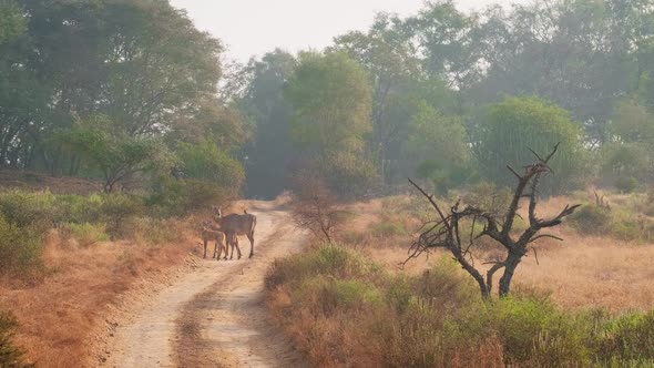 Families of Blue Bull Nilgai and Spotted Deers ( Chital ) Walking in Forest. Safari Road, Birds alt