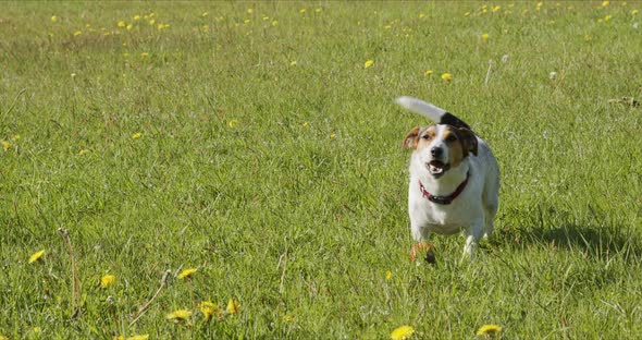 Jack Russell Terrier Usually Plays an Orange Ball on the Grass alt