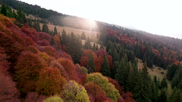Flying close between pine trees and colorful autumn forest at sunrise