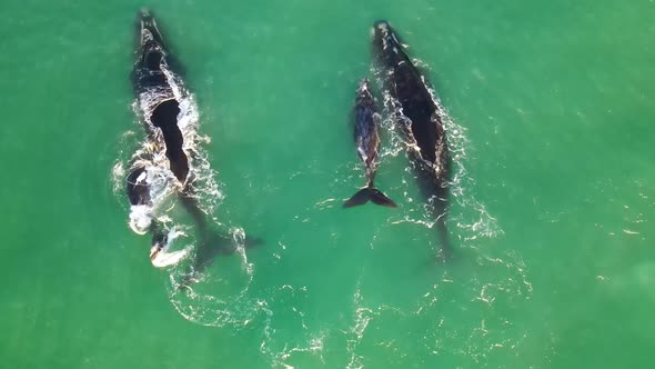 Aerial view of southern right whale slapping fin, Western Cape, South Africa. alt