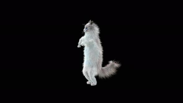 Cat Dancing 4K