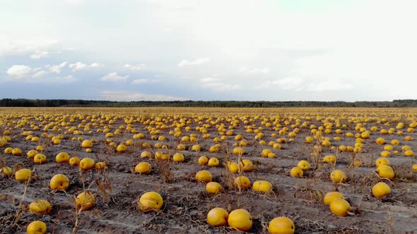 Aerial View Ripened Pumpkins Lie on Ground in Field, Drone Shot alt