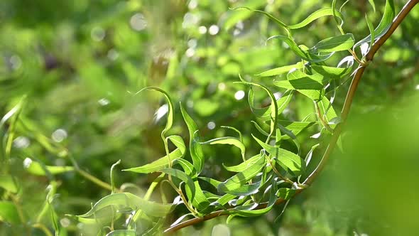 Close up branches of Chinese willow over green alt