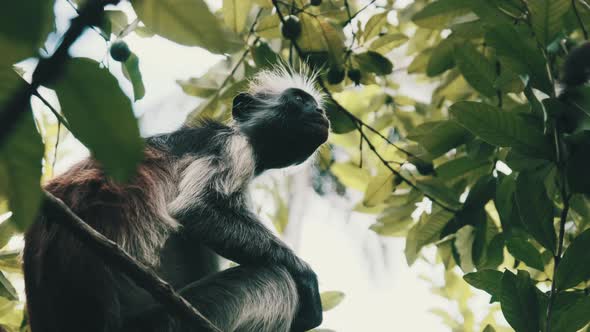 Red Colobus Monkey Sitting on Branch in Jozani Tropical Forest Zanzibar Africa alt