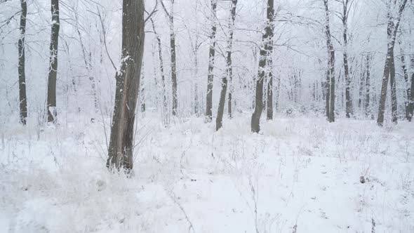 Walk Through the Winter Forest with Snowcovered Trees on a Beautiful Frosty Morning alt