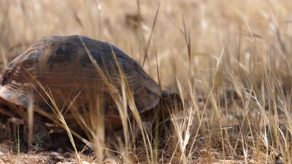 Moroccan tortoise walks away in Morocco alt