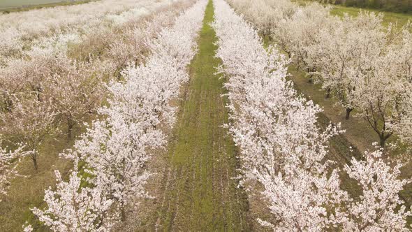 Drone Photo of Miles of Rows of Blooming Apple Trees alt