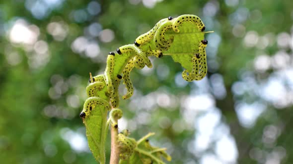the caterpillars eat the leaves alt