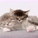 Grey Striped Kitten Wakes Up and Stretches - VideoHive Item for Sale