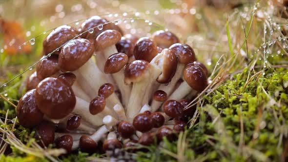 Armillaria Mushrooms of Honey Agaric In a Sunny Forest in the Rain alt