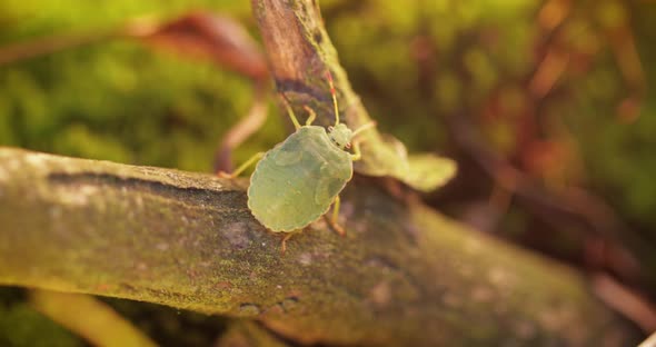 Forest Green Shield Bug Palomena Prasina Green Stink Bug is a Species of Shield Bug alt