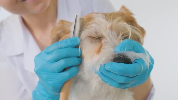 The doctor holds the muzzle of the dog in his hand and combs his mustache alt