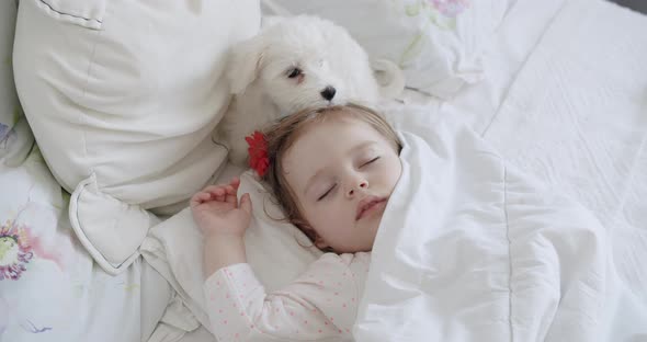 Adorable Oneyearold Girl Sleeping Peacefully with a Sweet Bichon Frise alt