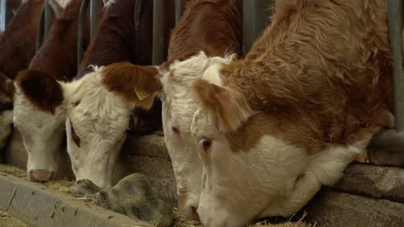 Feeding Dairy Cows 4K alt