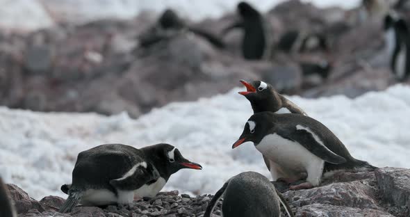 Gentoo penguins (Pygoscelis papua) on rocks, Cuverville Island, Antarctica