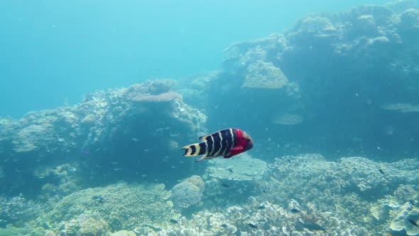 Coral Reef with Fish Underwater alt