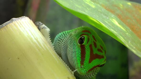 Crimson Giant Day Gecko licking bamboo alt
