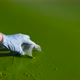 Hands in Medical Gloves Taking Samples of Green Algae in River Water in Container - VideoHive Item for Sale