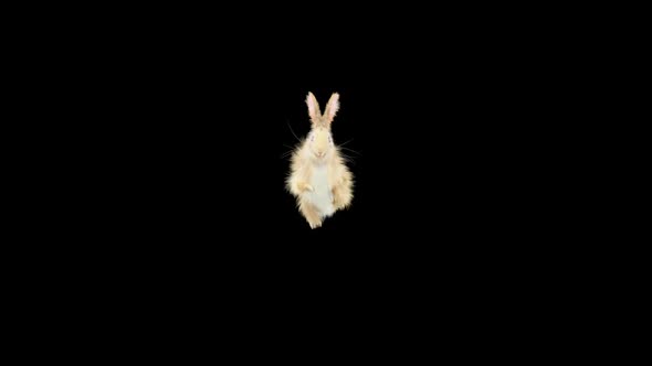 59 Rabbit Front Flip HD alt