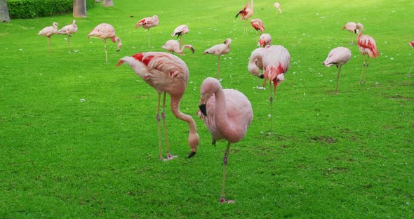 Pink American Flamingos Walking with Other Flamingos on Background Green Plants alt