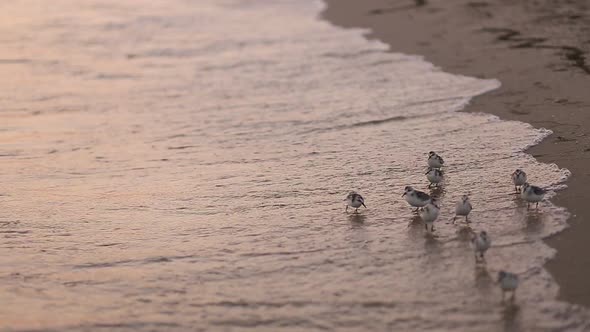 Little Birds On The Beach