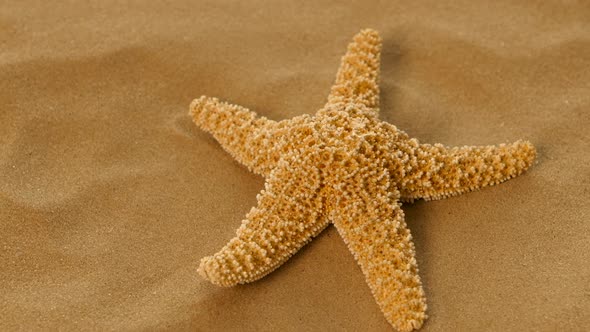 Red Sea Star Isolated on Sand, Rotation, Closeup alt