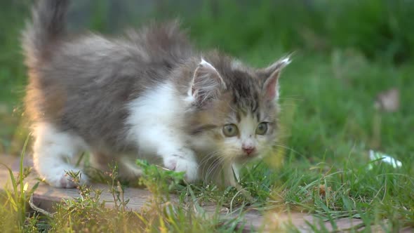 Cute Persian Kitten Walking In The Park alt