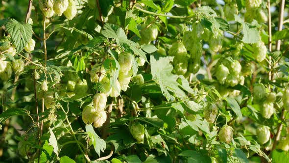 Hop in Sunny Day alt