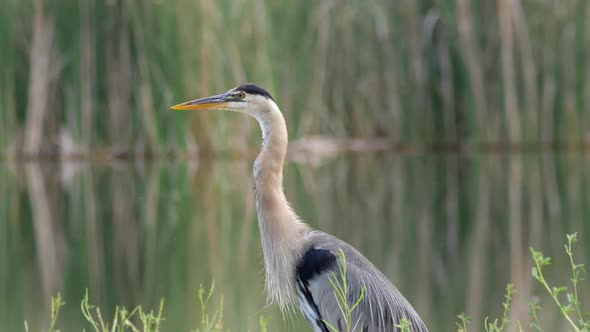 Great Blue Heron Closeup Looking Intensely alt