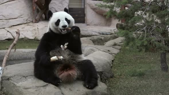 Hungry Panda Eating Bamboo Stems. Cute