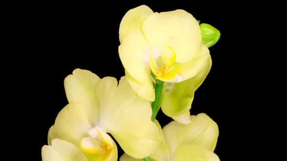 Blooming Yellow Orchid Phalaenopsis Flower alt