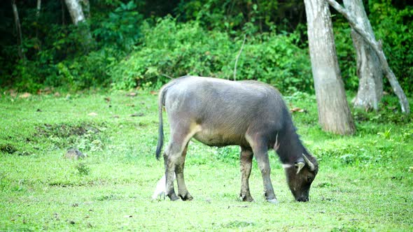 Buffalo with White Bird in the Green Field alt