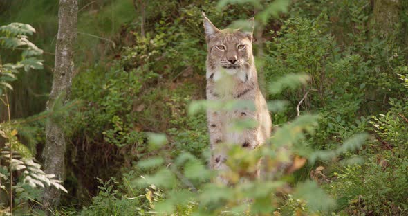 Portrait of a Lynx Sitting in Lush Summer Forest Looking for Prey