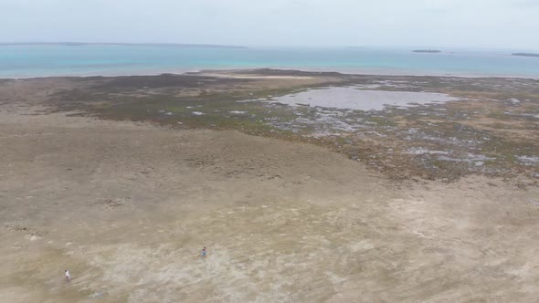 Aerial View of Sandbank in the Ocean at Low Tide Covered with Seaweed Zanzibar alt
