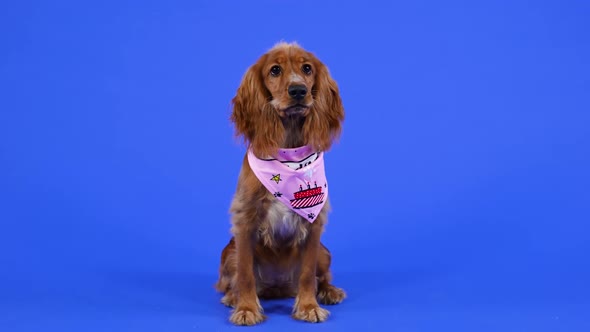 English Cocker Spaniel Sits in Full Growth in the Studio on a Blue Background alt