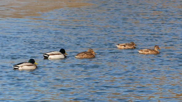 Ducks Swim on Lake Close Up 