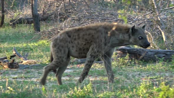 Spotted Hyena Crocuta With Sick Eye Moving In Kruger National Park