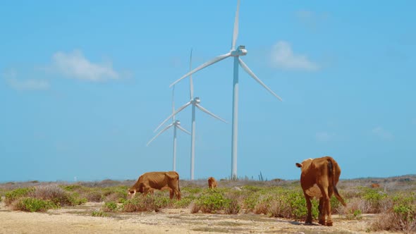 Brown cows grazing on desert vegetation with wind turbines in background, SLOWMO alt
