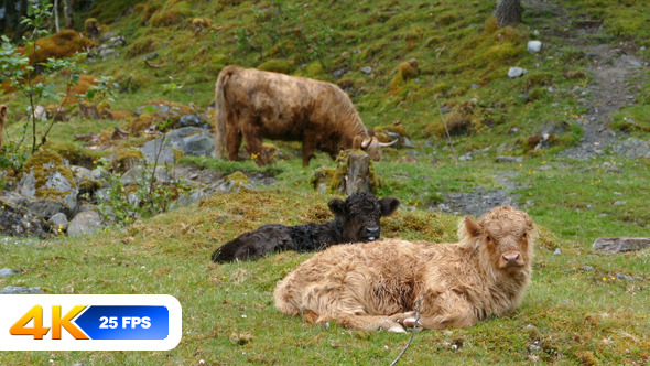 Cattle on Pasture alt