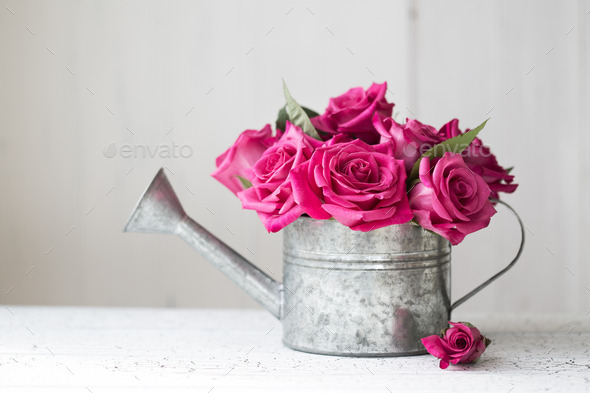 Pink roses - Stock Photo - Images