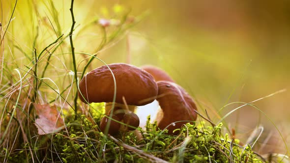 Mushrooms In a Sunny Forest alt