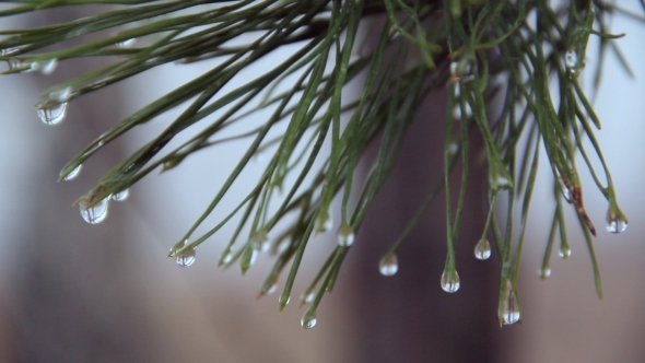 Water Drops On Pine Needles
