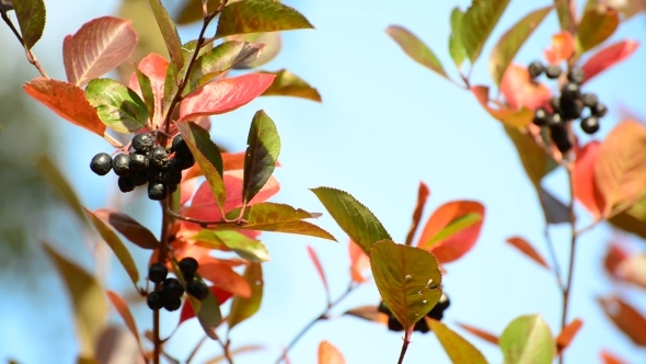 Aronia Autumn On a Sunny Day alt